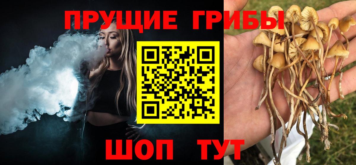 Галлюциногенные грибы Psilocybine cubensis Малгобек